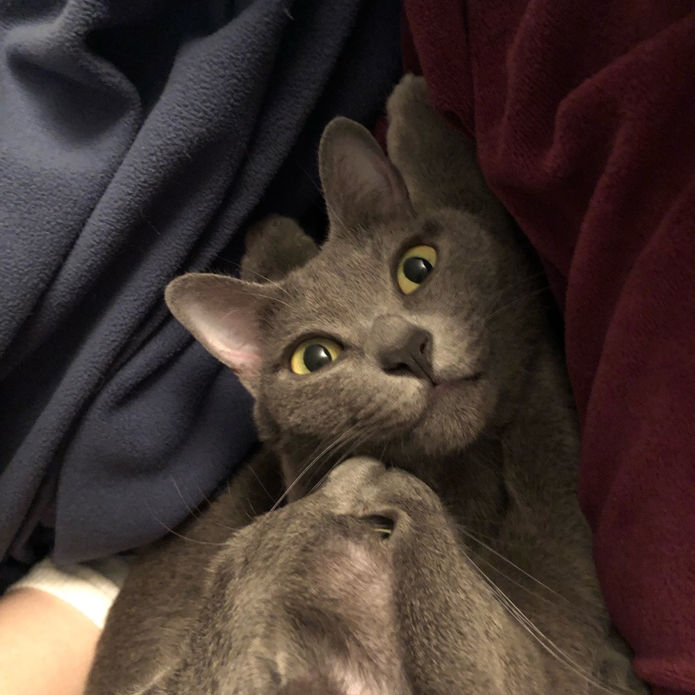 Meet your Posher, Kuro